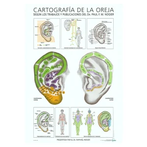 mapa auricular